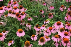 fleurs