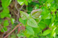IMGP0427
